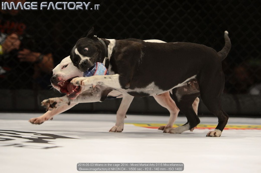 2014-05-03 Milano in the cage 2014 - Mixed Martial Arts 0115 Miscellaneous